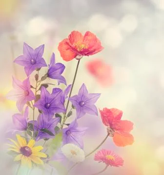 Flowers Blossom Stock Photos
