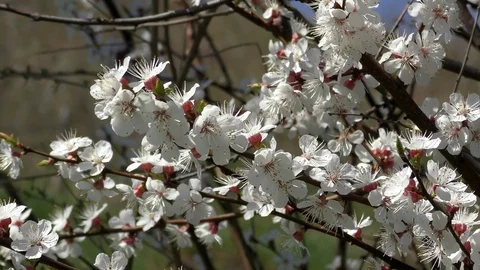Flowers Blossoming Cherry (Prunus avium), Ukraine, Eastern Europe Stock Footage