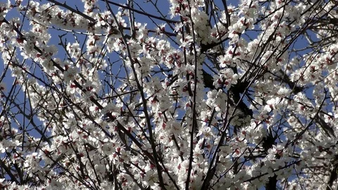 Flowers Blossoming Cherry (Prunus avium), Ukraine, Eastern Europe Stock Footage