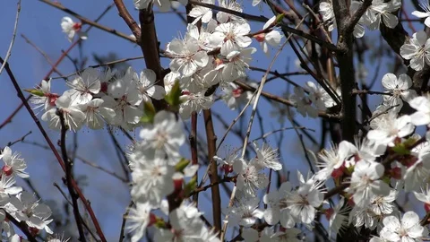 Flowers Blossoming Cherry (Prunus avium), Ukraine, Eastern Europe Stock Footage