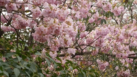 Flowers blossoming Stock Footage 105002157