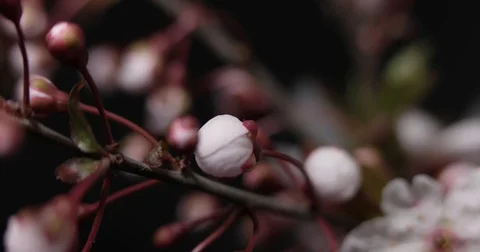 Flowers Blossoms on the Branches Cherry Tree. Timelapse Stock Footage 74155657
