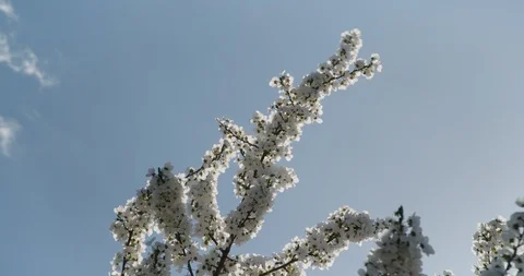 Flowers Blossoms on the Branches Cherry Tree Vídeos de archivo 105493335