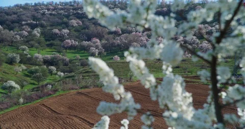 Flowers Blossoms on the Branches Cherry Tree Vídeos de archivo 105495094