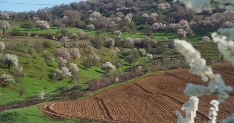 Flowers Blossoms on the Branches Cherry Tree Vídeos de archivo 105497502
