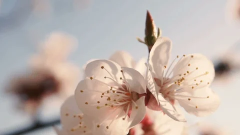 Flowers blossoms on the branches Stock Footage 106688090