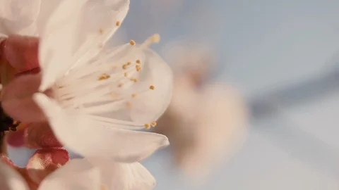 Flowers blossoms on the branches Stock Footage 106688484