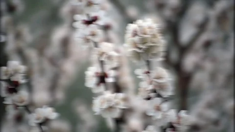 Flowers Blossoms on the Branches of Tree Stock Footage 73780242