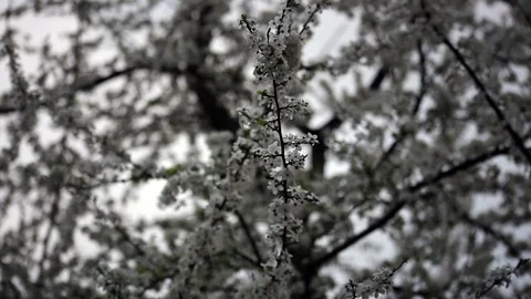 Flowers Blossoms on the Branches of Tree Vídeo Stock 75042200