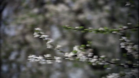 Flowers Blossoms on the Branches of Tree Stock Footage 80066563