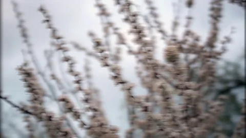 Flowers Blossoms on the Branches of Tree Stock Footage 80066583