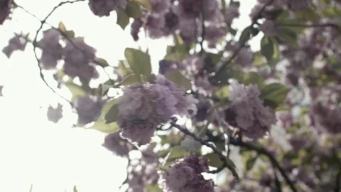 Flowers Blossoms Cherry Trees Spring Purple Colors Colorful Wind Vídeo Stock 138912491
