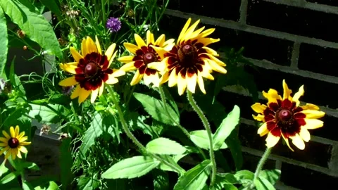 Flowers Blow in the Wind Stock Footage 134984214