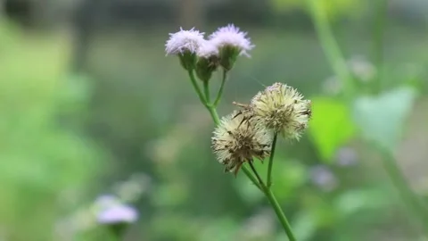Flowers that blow in the wind Stock Footage 239885221