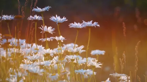 Flowers blow in the wind at sunset. Stock Footage 159722508