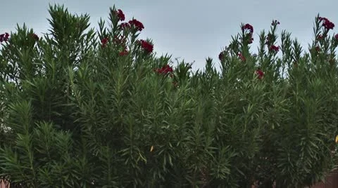 Flowers Blowing in the Breeze 스톡 동영상 11887841