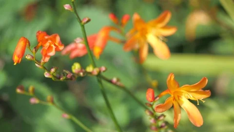 Flowers blowing in the breeze Stock Footage 116046811