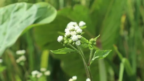 Flowers blowing in the wind against a background of green leaves Stock Footage 246399459