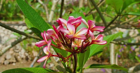 Flowers blowing in the wind. Bunch of pink frangipani plumeria tropical flora Video stock 227004766
