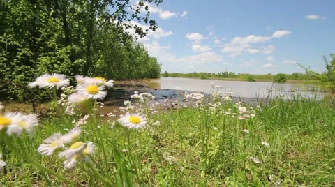 Flowers blowing in wind, Flood Background Stock Footage 5220696
