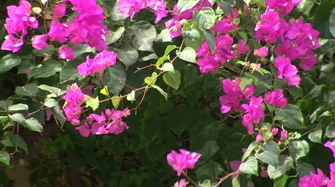 Flowers blowing in the wind Vídeos de archivo 574363