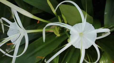 Flowers Blowing in the Wind Stock-Footage 1085284