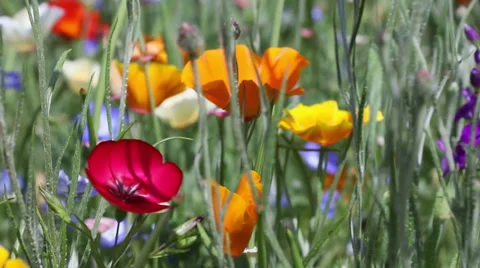Flowers blowing the wind Stock Footage 51342751