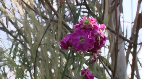 Flowers blowing in the wind Video stock 53272968