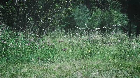 Flowers Blowing In The Wind Stock Footage 62843245