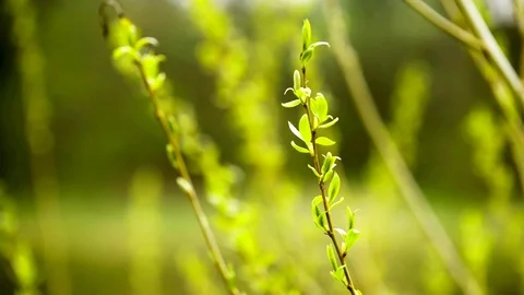 Flowers blowing in wind. Stock Footage 74652223