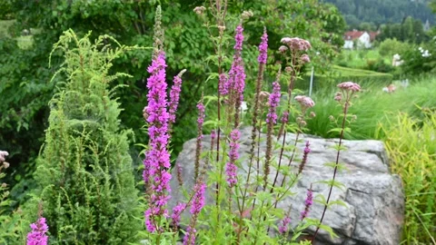 Flowers blowing in the wind 스톡 동영상 164255860