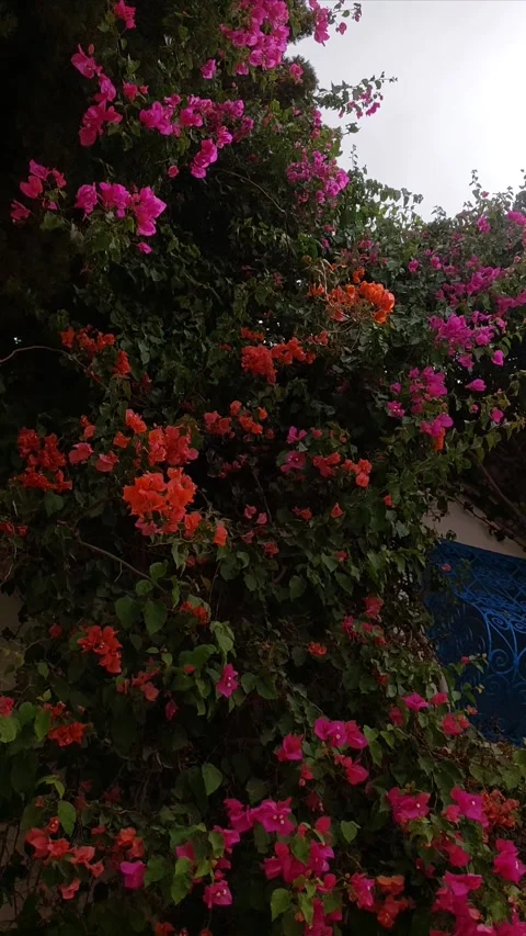 Flowers Blowing in the Wind Video stock 292991252