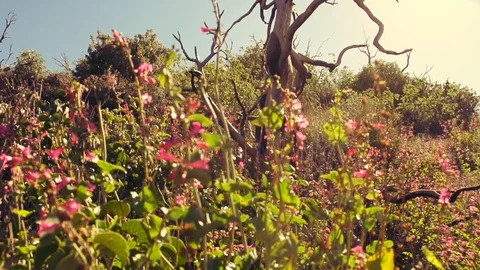 Flowers blowing in the wind on a hill in slow motion Stock Footage 101071929