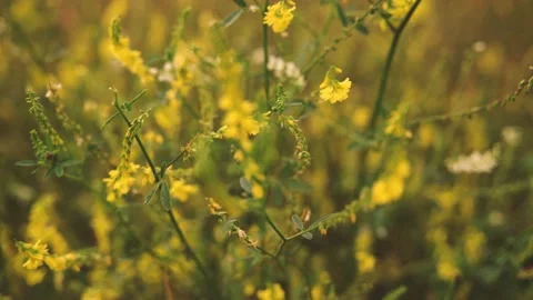 Flowers Blowing In The Wind In Meadow Video stock 230145211