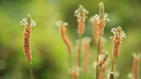 Flowers blowing in wind with short depth of field Stock Footage 40519732