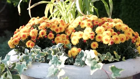 Flowers Blowing in the Wind in Slow Motion Stock Footage 142310743