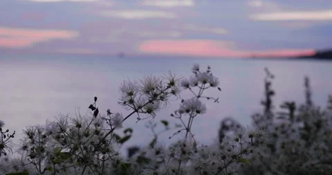 Flowers Blowing In Wind With Sunset Behind Vídeos de archivo 205882670