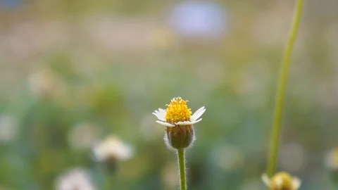  flowers blown by wind. close up. selective focus Stock Footage 127167579