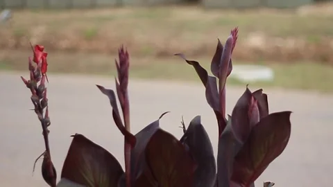 Flowers blown by the wind Stockbeeldmateriaal 243968296