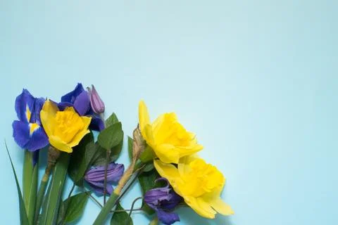 Flowers on a blue background Stock Photos