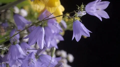 Flowers blue bells. Spring concept Stock Footage 115091996