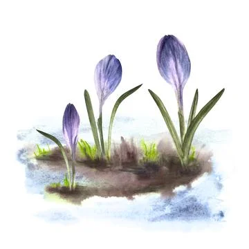 Flowers blue crocuses sprouting through the snow Watercolor hand drawn Stock Illustration