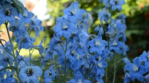 Flowers blue delphinium Stock Footage 56828482