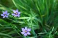 Flowers Blue eyed grass soft forcus Sisyrinchium bellum California USA Photo
