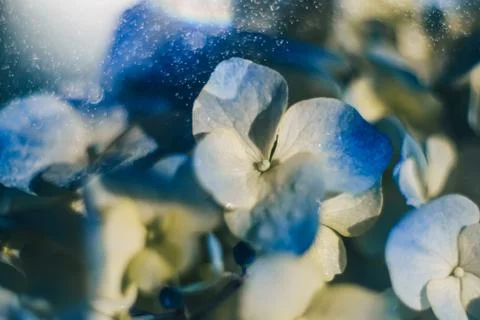 Flowers blue hydrangeas with splashes of rain Stock Photos