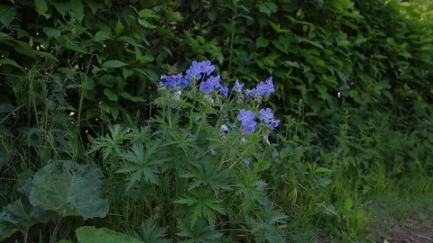 Flowers blue on the road Stock Footage 76740606