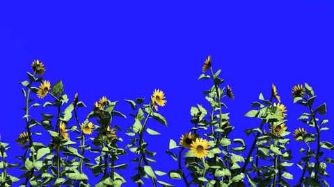Flowers on Blue Screen, 4K Animation, 3D Rendering Stock Footage 122248580