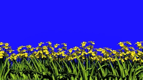 Flowers on Blue Screen, 4K Animation, 3D Rendering Stock Footage 122248712