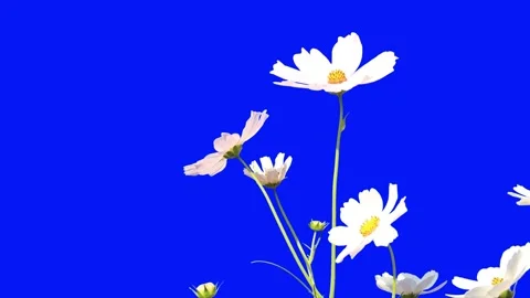 Flowers on blue screen Video stock 310864958