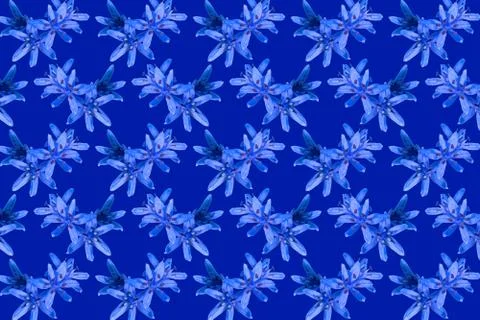 Flowers blue snowdrops pattern background Stock Photos